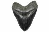 Fossil Megalodon Tooth - South Carolina #301785-1